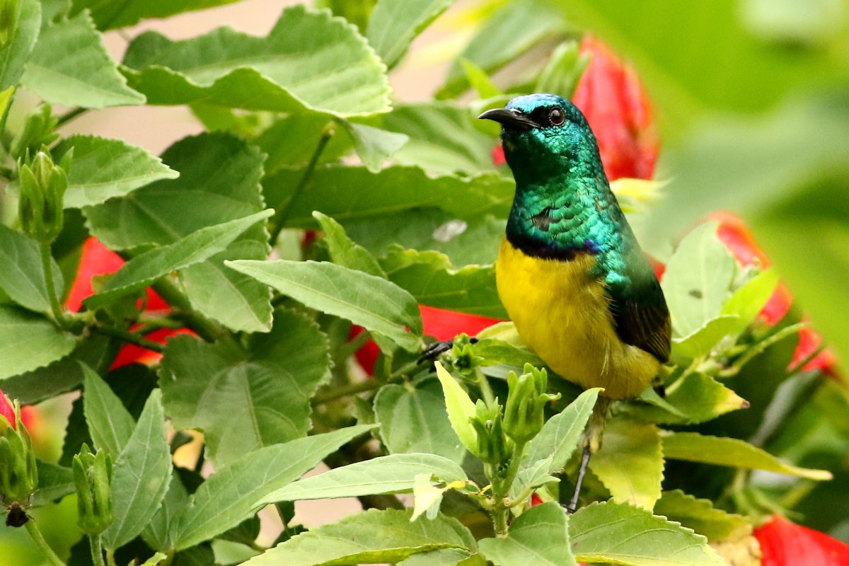 Hedydipna_collaris_26.06.2019_P.Szymański 1.jpg
